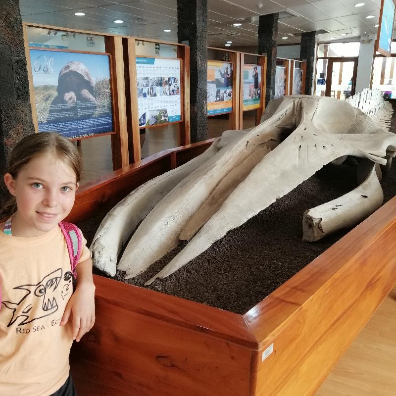Squelette de baleine au musée Darwin